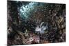 A Lionfish Hunts for Prey on a Colorful Coral Reef-Stocktrek Images-Mounted Photographic Print