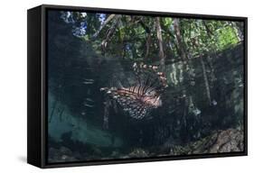 A Lionfish Swims Along the Edge of a Mangrove-Stocktrek Images-Framed Stretched Canvas