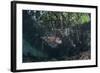 A Lionfish Swims Along the Edge of a Mangrove-Stocktrek Images-Framed Photographic Print