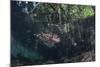 A Lionfish Swims Along the Edge of a Mangrove-Stocktrek Images-Mounted Photographic Print