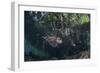A Lionfish Swims Along the Edge of a Mangrove-Stocktrek Images-Framed Photographic Print