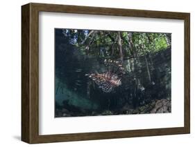 A Lionfish Swims Along the Edge of a Mangrove-Stocktrek Images-Framed Photographic Print