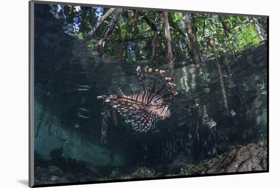 A Lionfish Swims Along the Edge of a Mangrove-Stocktrek Images-Mounted Photographic Print