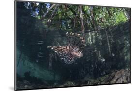 A Lionfish Swims Along the Edge of a Mangrove-Stocktrek Images-Mounted Photographic Print