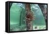 A Lionfish Swims Beneath a Pier Off the Coast of Belize-Stocktrek Images-Framed Stretched Canvas