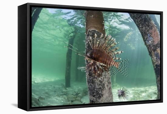 A Lionfish Swims Beneath a Pier Off the Coast of Belize-Stocktrek Images-Framed Stretched Canvas