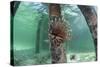 A Lionfish Swims Beneath a Pier Off the Coast of Belize-Stocktrek Images-Stretched Canvas