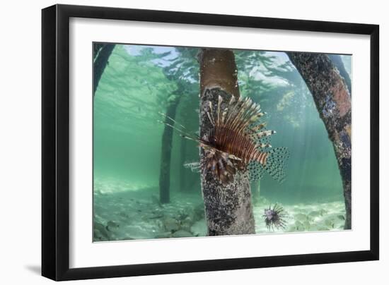 A Lionfish Swims Beneath a Pier Off the Coast of Belize-Stocktrek Images-Framed Photographic Print