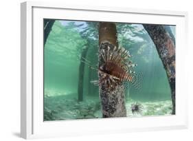 A Lionfish Swims Beneath a Pier Off the Coast of Belize-Stocktrek Images-Framed Photographic Print