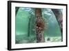 A Lionfish Swims Beneath a Pier Off the Coast of Belize-Stocktrek Images-Framed Photographic Print