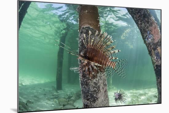 A Lionfish Swims Beneath a Pier Off the Coast of Belize-Stocktrek Images-Mounted Photographic Print