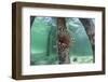 A Lionfish Swims Beneath a Pier Off the Coast of Belize-Stocktrek Images-Framed Photographic Print