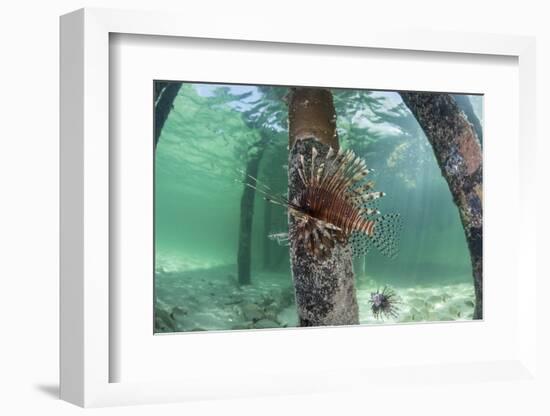 A Lionfish Swims Beneath a Pier Off the Coast of Belize-Stocktrek Images-Framed Photographic Print