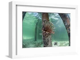 A Lionfish Swims Beneath a Pier Off the Coast of Belize-Stocktrek Images-Framed Photographic Print