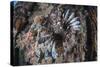 A Lionfish Swims on a Colorful Reef in the Solomon Islands-Stocktrek Images-Stretched Canvas