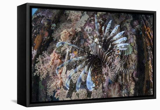 A Lionfish Swims on a Colorful Reef in the Solomon Islands-Stocktrek Images-Framed Stretched Canvas