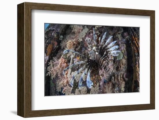 A Lionfish Swims on a Colorful Reef in the Solomon Islands-Stocktrek Images-Framed Photographic Print