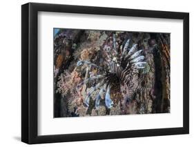 A Lionfish Swims on a Colorful Reef in the Solomon Islands-Stocktrek Images-Framed Photographic Print