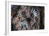 A Lionfish Swims on a Colorful Reef in the Solomon Islands-Stocktrek Images-Framed Photographic Print