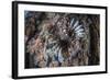 A Lionfish Swims on a Colorful Reef in the Solomon Islands-Stocktrek Images-Framed Photographic Print