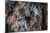 A Lionfish Swims on a Colorful Reef in the Solomon Islands-Stocktrek Images-Mounted Photographic Print