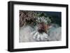 A Lionfish Swims on a Reef in Komodo National Park, Indonesia-Stocktrek Images-Framed Photographic Print