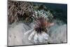 A Lionfish Swims on a Reef in Komodo National Park, Indonesia-Stocktrek Images-Mounted Photographic Print