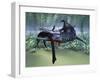 A Liopleurodon Attacks a Plesiosaurus-null-Framed Art Print