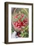 A Little Basket of Lingon Berries in a Forest-Eising Studio - Food Photo and Video-Framed Photographic Print