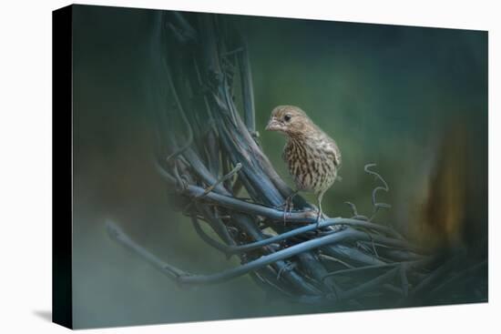 A Little Brown Bird on a Little Blue Wreath-Jai Johnson-Stretched Canvas