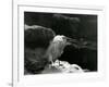 A Little Egret Resting amongst Rocks at London Zoo in 1930 (B/W Photo)-Frederick William Bond-Framed Giclee Print