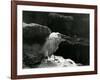 A Little Egret Resting amongst Rocks at London Zoo in 1930 (B/W Photo)-Frederick William Bond-Framed Giclee Print