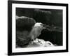 A Little Egret Resting amongst Rocks at London Zoo in 1930 (B/W Photo)-Frederick William Bond-Framed Giclee Print