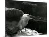 A Little Egret Resting amongst Rocks at London Zoo in 1930 (B/W Photo)-Frederick William Bond-Mounted Giclee Print