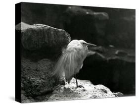 A Little Egret Resting amongst Rocks at London Zoo in 1930 (B/W Photo)-Frederick William Bond-Stretched Canvas
