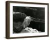 A Little Egret Resting amongst Rocks at London Zoo in 1930 (B/W Photo)-Frederick William Bond-Framed Giclee Print