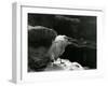 A Little Egret Resting amongst Rocks at London Zoo in 1930 (B/W Photo)-Frederick William Bond-Framed Giclee Print