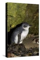 A Little Penguin on Penguin Island in Southwest Australia-Neil Losin-Stretched Canvas