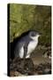 A Little Penguin on Penguin Island in Southwest Australia-Neil Losin-Stretched Canvas