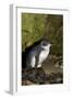 A Little Penguin on Penguin Island in Southwest Australia-Neil Losin-Framed Photographic Print