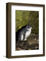 A Little Penguin on Penguin Island in Southwest Australia-Neil Losin-Framed Photographic Print