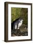 A Little Penguin on Penguin Island in Southwest Australia-Neil Losin-Framed Photographic Print