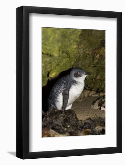 A Little Penguin on Penguin Island in Southwest Australia-Neil Losin-Framed Photographic Print