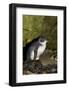 A Little Penguin on Penguin Island in Southwest Australia-Neil Losin-Framed Photographic Print