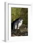 A Little Penguin on Penguin Island in Southwest Australia-Neil Losin-Framed Photographic Print