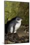 A Little Penguin on Penguin Island in Southwest Australia-Neil Losin-Mounted Photographic Print