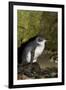 A Little Penguin on Penguin Island in Southwest Australia-Neil Losin-Framed Photographic Print