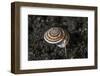 A Live Sundial Shell Crawls across the Seafloor-Stocktrek Images-Framed Photographic Print