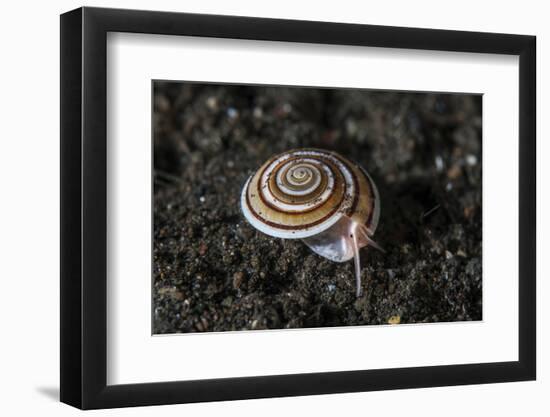 A Live Sundial Shell Crawls across the Seafloor-Stocktrek Images-Framed Photographic Print