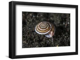 A Live Sundial Shell Crawls across the Seafloor-Stocktrek Images-Framed Photographic Print